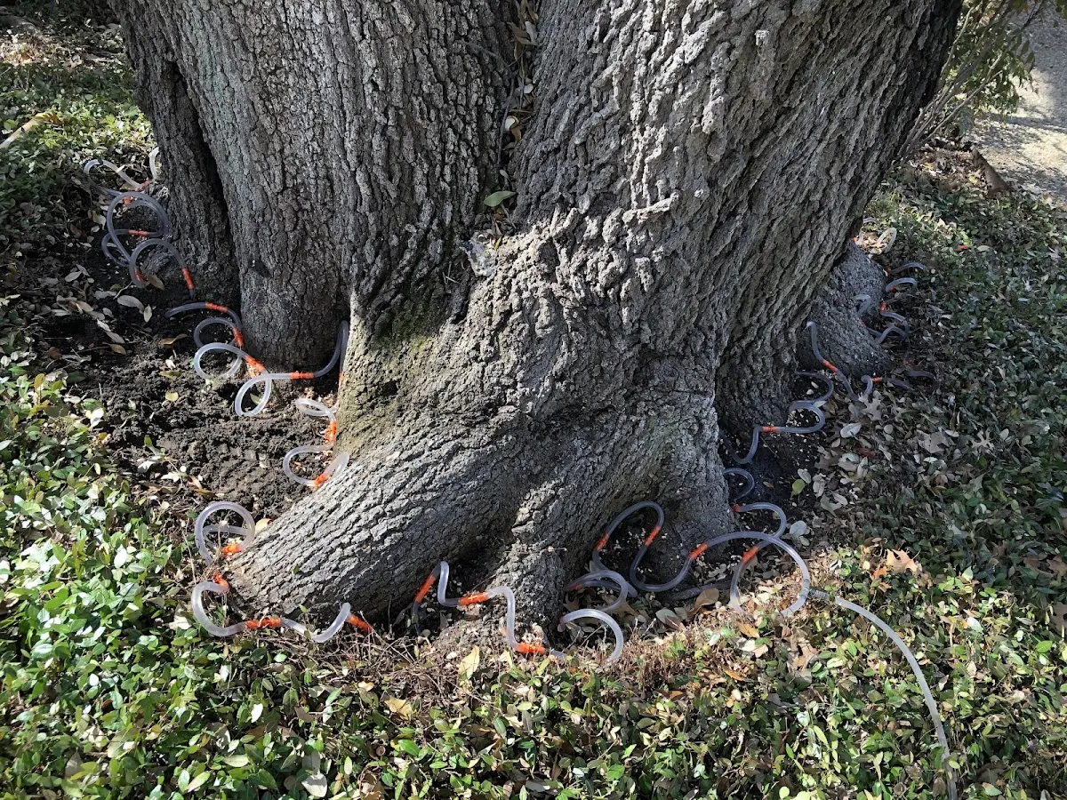 Detailed Tree Cabling and Bracing job site in Bristolville