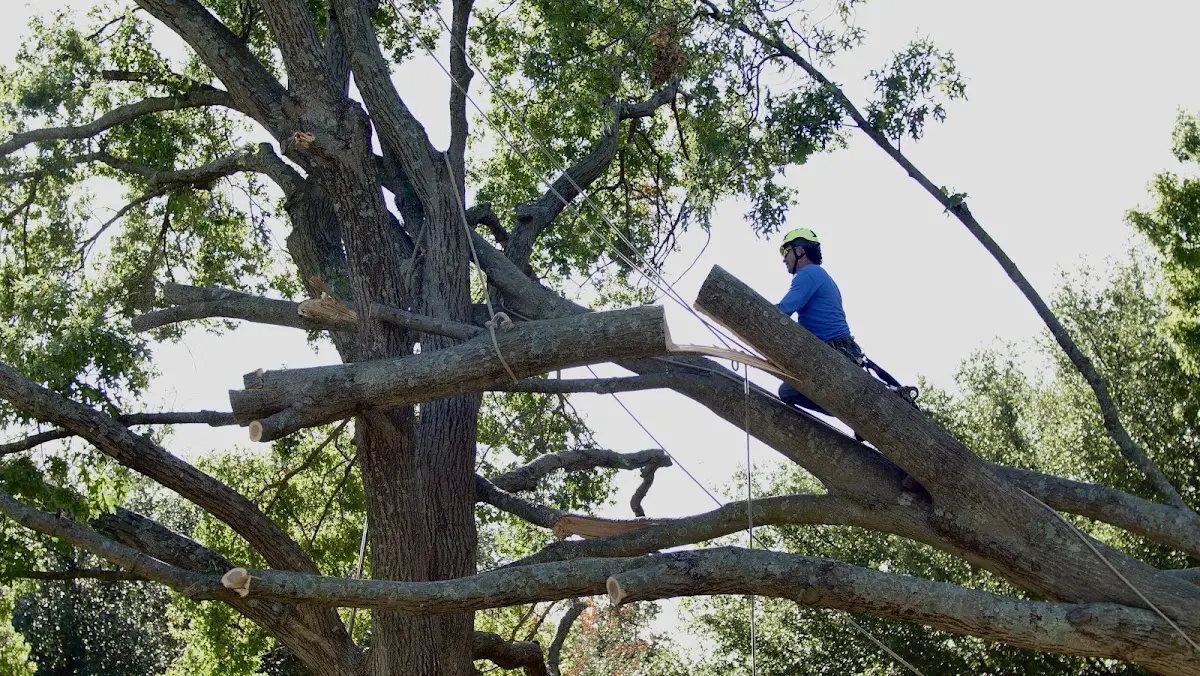 Professional Crown Thinning performed by certified arborists in Bristolville