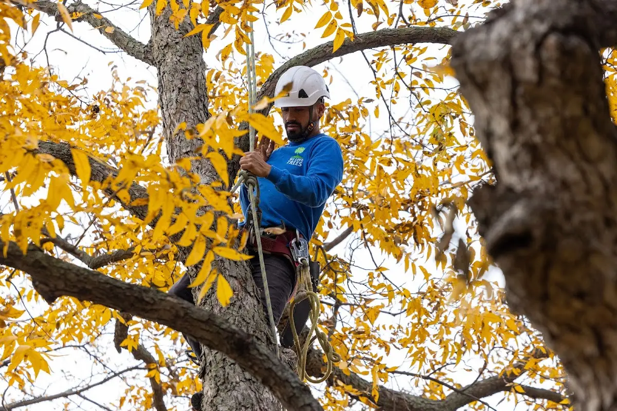 Skilled Tree Pruning crew working in Bristolville